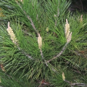 Pinus radiata at Theodore, ACT - 5 Sep 2015