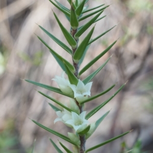 Melichrus urceolatus at Acton, ACT - 1 Sep 2015 09:51 AM