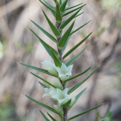 Melichrus urceolatus (Urn Heath) at Black Mountain - 31 Aug 2015 by KenT