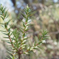 Melichrus urceolatus at Acton, ACT - 1 Sep 2015