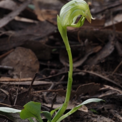 Pterostylis nutans (Nodding Greenhood) at Canberra Central, ACT - 1 Sep 2015 by KenT