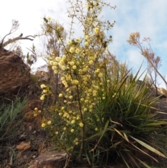 Acacia ulicifolia (Prickly Moses) at Cotter River, ACT - 30 Aug 2015 by KenT