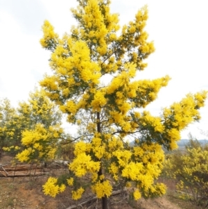 Acacia decurrens at Cotter River, ACT - 30 Aug 2015