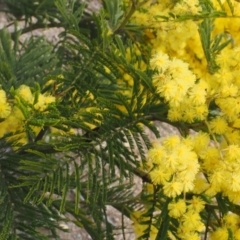 Acacia decurrens at Cotter River, ACT - 30 Aug 2015