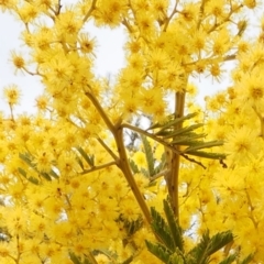 Acacia decurrens at Cotter River, ACT - 30 Aug 2015