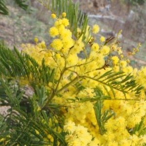 Acacia decurrens at Cotter River, ACT - 30 Aug 2015