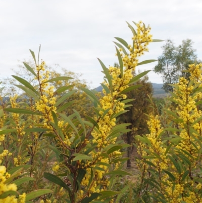 Acacia rubida (Red-stemmed Wattle, Red-leaved Wattle) at Cotter River, ACT - 30 Aug 2015 by KenT