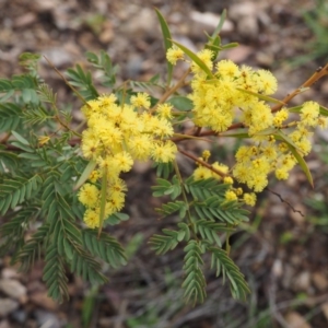 Acacia rubida at Cotter River, ACT - 30 Aug 2015