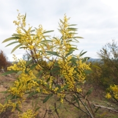 Acacia rubida at Cotter River, ACT - 30 Aug 2015