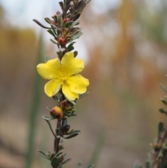 Hibbertia obtusifolia (Grey Guinea-flower) at Cotter River, ACT - 30 Aug 2015 by KenT