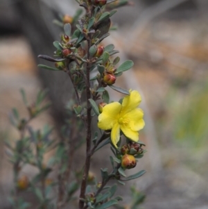 Hibbertia obtusifolia at Cotter River, ACT - 30 Aug 2015