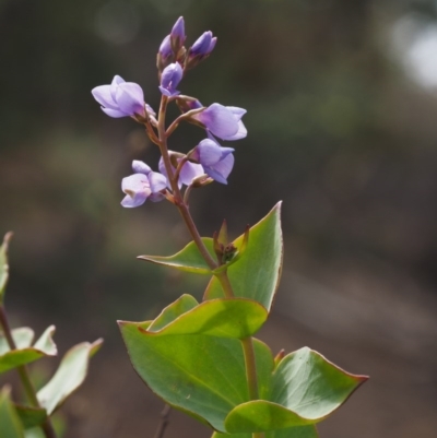 Veronica perfoliata (Digger's Speedwell) at Cotter River, ACT - 30 Aug 2015 by KenT