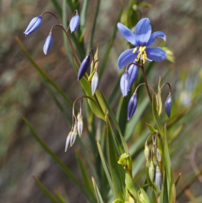 Stypandra glauca (Nodding Blue Lily) at Lower Cotter Catchment - 29 Aug 2015 by KenT