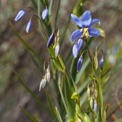 Stypandra glauca (Nodding Blue Lily) at Cotter River, ACT - 30 Aug 2015 by KenT