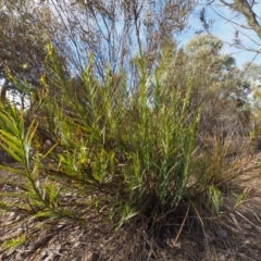 Stypandra glauca at Cotter River, ACT - 30 Aug 2015