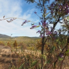 Hardenbergia violacea (False Sarsaparilla) at Cotter River, ACT - 30 Aug 2015 by KenT