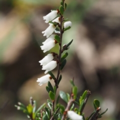 Cryptandra amara (Bitter Cryptandra) at Paddys River, ACT - 30 Aug 2015 by KenT