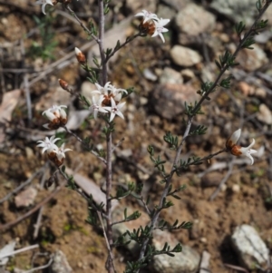 Cryptandra speciosa subsp. speciosa at Paddys River, ACT - 30 Aug 2015 11:48 AM