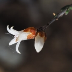 Cryptandra speciosa subsp. speciosa at Paddys River, ACT - 30 Aug 2015 11:48 AM