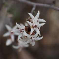 Cryptandra speciosa subsp. speciosa at Paddys River, ACT - 30 Aug 2015 11:48 AM