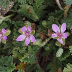 Erodium cicutarium (Common Storksbill, Common Crowfoot) at Bullen Range - 30 Aug 2015 by KenT