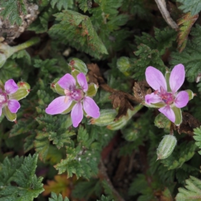 Erodium cicutarium (Common Storksbill, Common Crowfoot) at Paddys River, ACT - 30 Aug 2015 by KenT