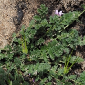 Erodium cicutarium at Paddys River, ACT - 30 Aug 2015 12:50 PM