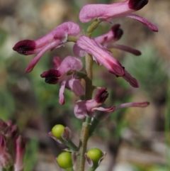 Fumaria officinalis (Common Fumitory) at Paddys River, ACT - 30 Aug 2015 by KenT