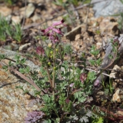 Fumaria officinalis at Paddys River, ACT - 30 Aug 2015 12:24 PM