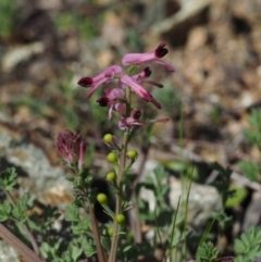 Fumaria officinalis at Paddys River, ACT - 30 Aug 2015 12:24 PM