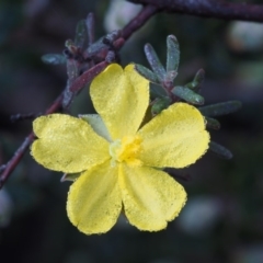 Hibbertia stricta (A Guinea-flower) at Paddys River, ACT - 5 Sep 2015 by KenT