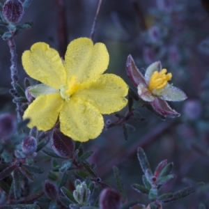 Hibbertia stricta at Paddys River, ACT - 5 Sep 2015