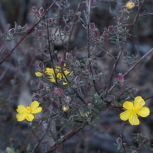 Hibbertia stricta at Paddys River, ACT - 5 Sep 2015