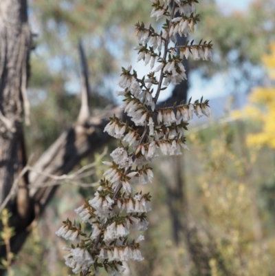 Leucopogon fletcheri subsp. brevisepalus (Twin Flower Beard-Heath) at Paddys River, ACT - 4 Sep 2015 by KenT