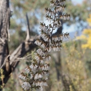 Leucopogon fletcheri subsp. brevisepalus at Paddys River, ACT - 5 Sep 2015