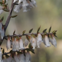 Styphelia fletcheri subsp. brevisepala at Paddys River, ACT - 5 Sep 2015 09:47 AM