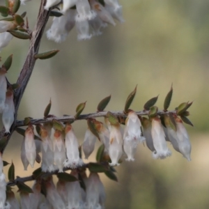 Styphelia fletcheri subsp. brevisepala at Paddys River, ACT - 5 Sep 2015 09:47 AM