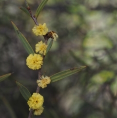 Acacia siculiformis (Dagger Wattle) at Paddys River, ACT - 5 Sep 2015 by KenT