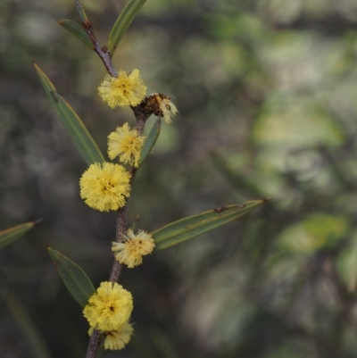 Acacia siculiformis (Dagger Wattle) at Paddys River, ACT - 4 Sep 2015 by KenT