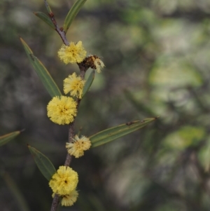 Acacia siculiformis at Paddys River, ACT - 5 Sep 2015