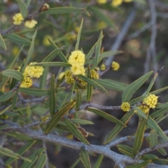 Acacia siculiformis at Paddys River, ACT - 5 Sep 2015 09:22 AM