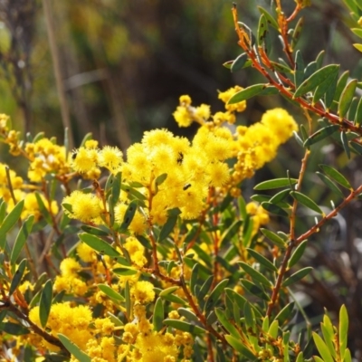 Acacia buxifolia subsp. buxifolia (Box-leaf Wattle) at Paddys River, ACT - 5 Sep 2015 by KenT