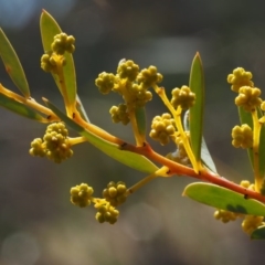 Acacia buxifolia subsp. buxifolia at Paddys River, ACT - 5 Sep 2015