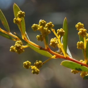 Acacia buxifolia subsp. buxifolia at Paddys River, ACT - 5 Sep 2015