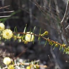 Acacia ulicifolia (Prickly Moses) at Paddys River, ACT - 5 Sep 2015 by KenT