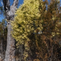 Clematis leptophylla (Small-leaf Clematis, Old Man's Beard) at Bullen Range - 5 Sep 2015 by KenT