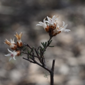 Cryptandra speciosa subsp. speciosa at Paddys River, ACT - 5 Sep 2015