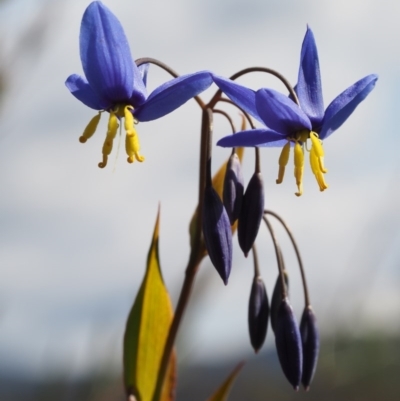 Stypandra glauca (Nodding Blue Lily) at Paddys River, ACT - 5 Sep 2015 by KenT