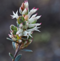 Brachyloma daphnoides (Daphne Heath) at Coree, ACT - 5 Sep 2015 by KenT