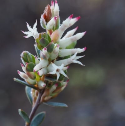 Brachyloma daphnoides (Daphne Heath) at Coree, ACT - 4 Sep 2015 by KenT